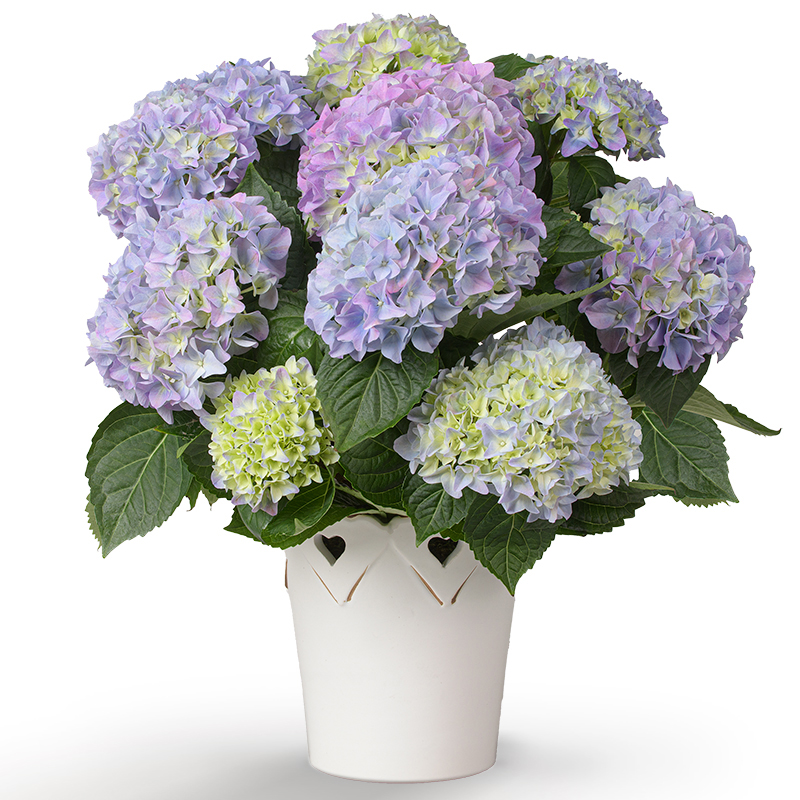 Niebiańska hortensja