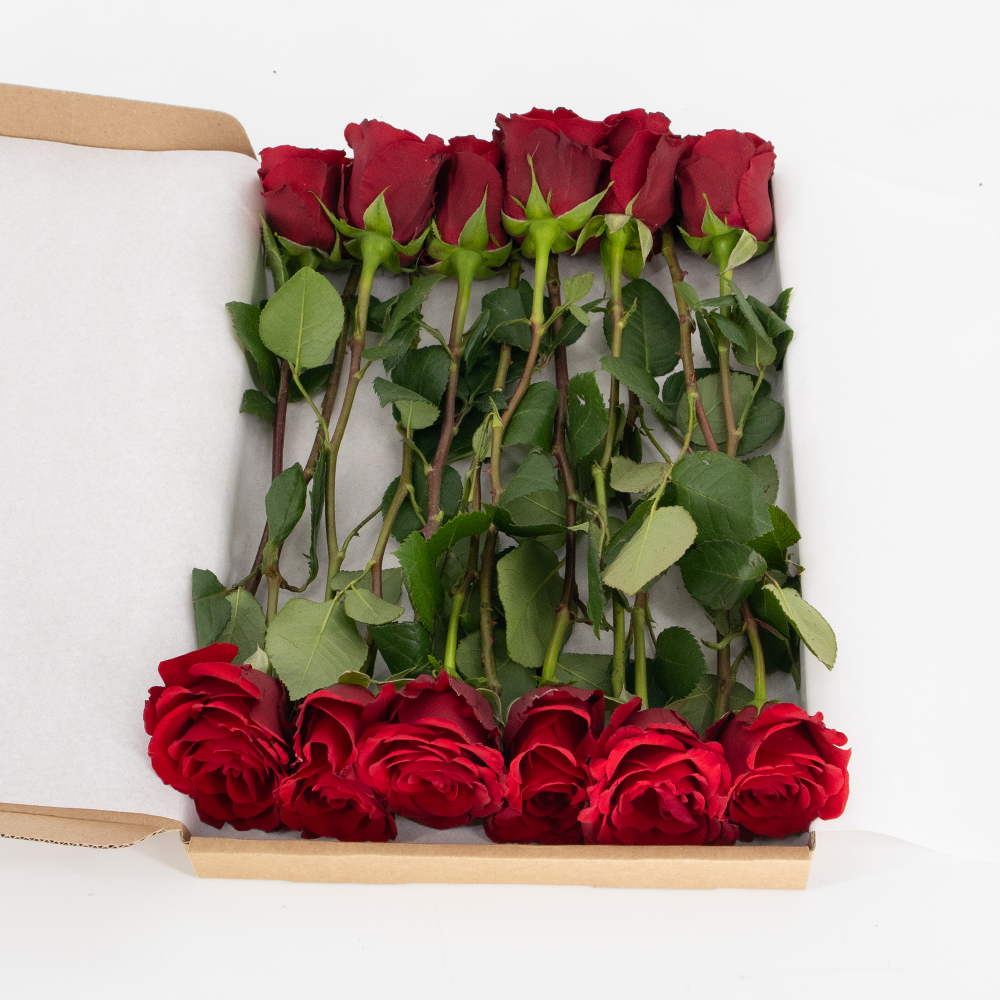 Rosenbox 12 Frische Rosen Rot