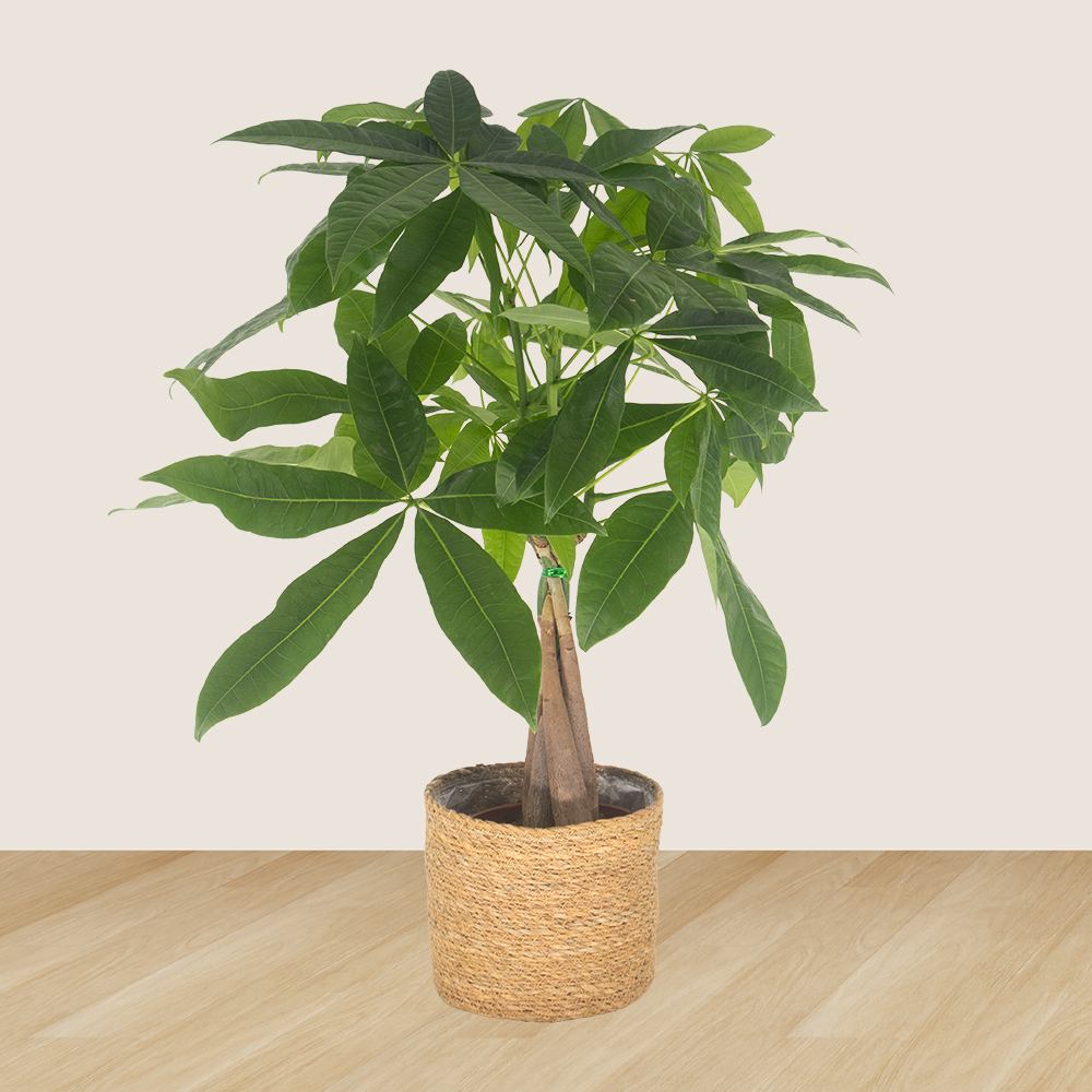 2er-Set Pachira & Calathea | +/- 50-70 cm | ø 14-17 cm