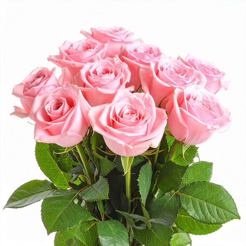 Rosa rosor