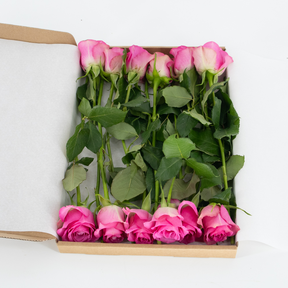 Rosenbox 12 Frische Rosen Rosa