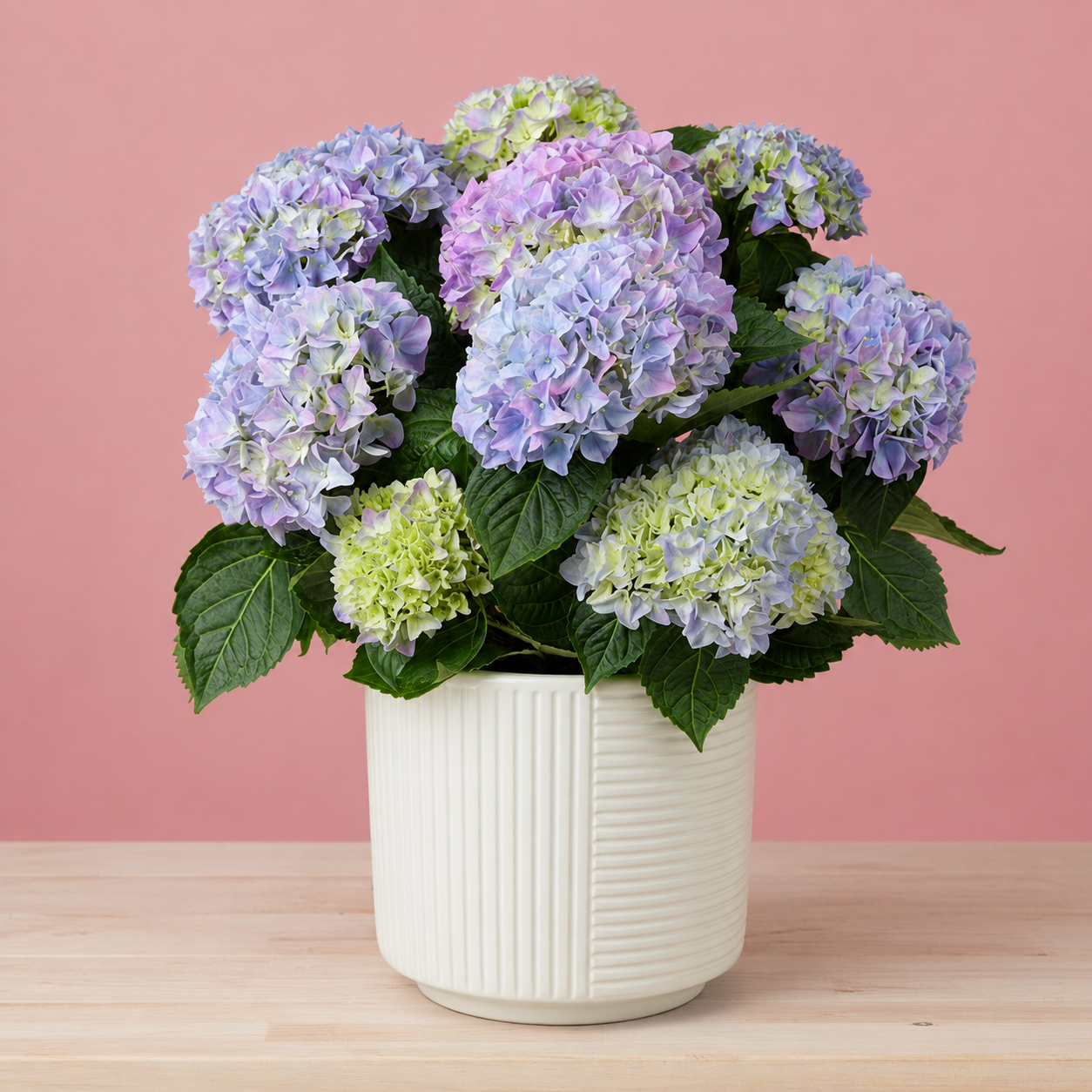 Blaue Hortensie