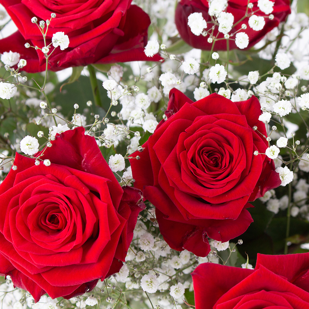 Rote Rosen mit Schleierkraut - Premium-Rosen