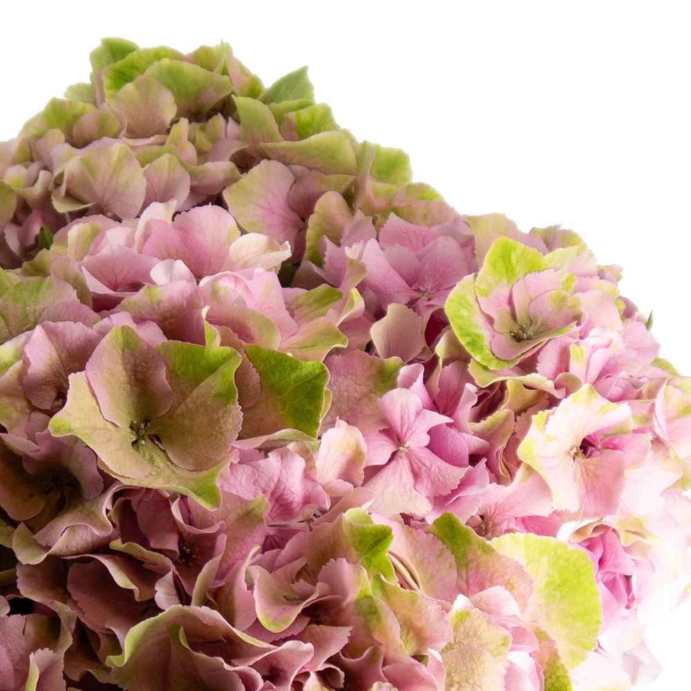 Hortensien Blumenstrauß in Rosa-Grün