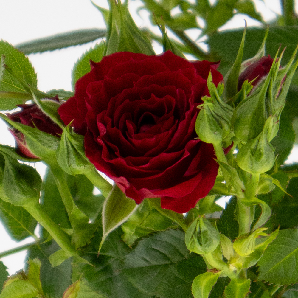 Rote Topfrose + gratis Topf | +/- 70 cm | ø 17 cm
