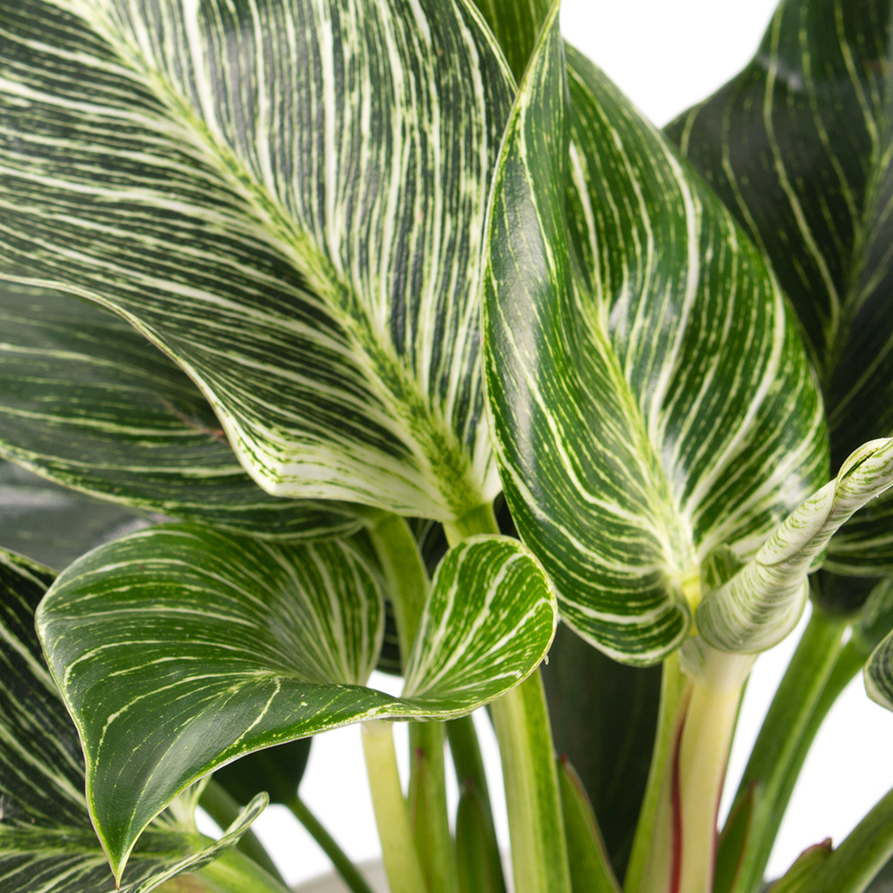Philodendron | +/- 30 cm |  12 | White Wave
