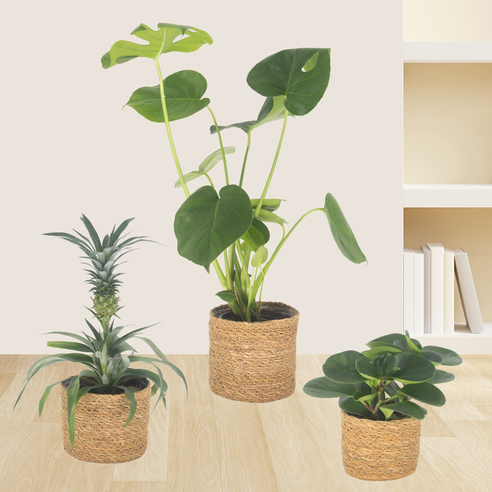 Pflanzen-Sets | Zimmerpflanzen im Set | blumenshop.de