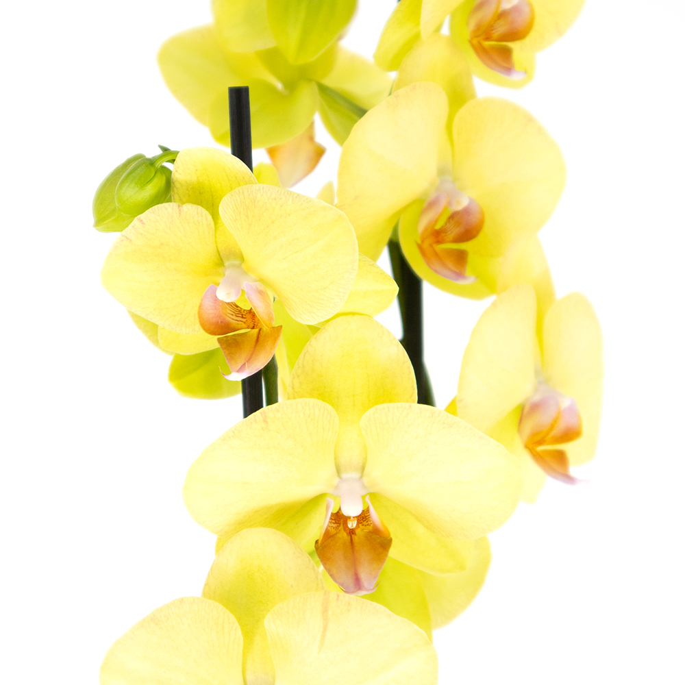 Gelbe Orchidee (zwei Rispen) + gratis Topf