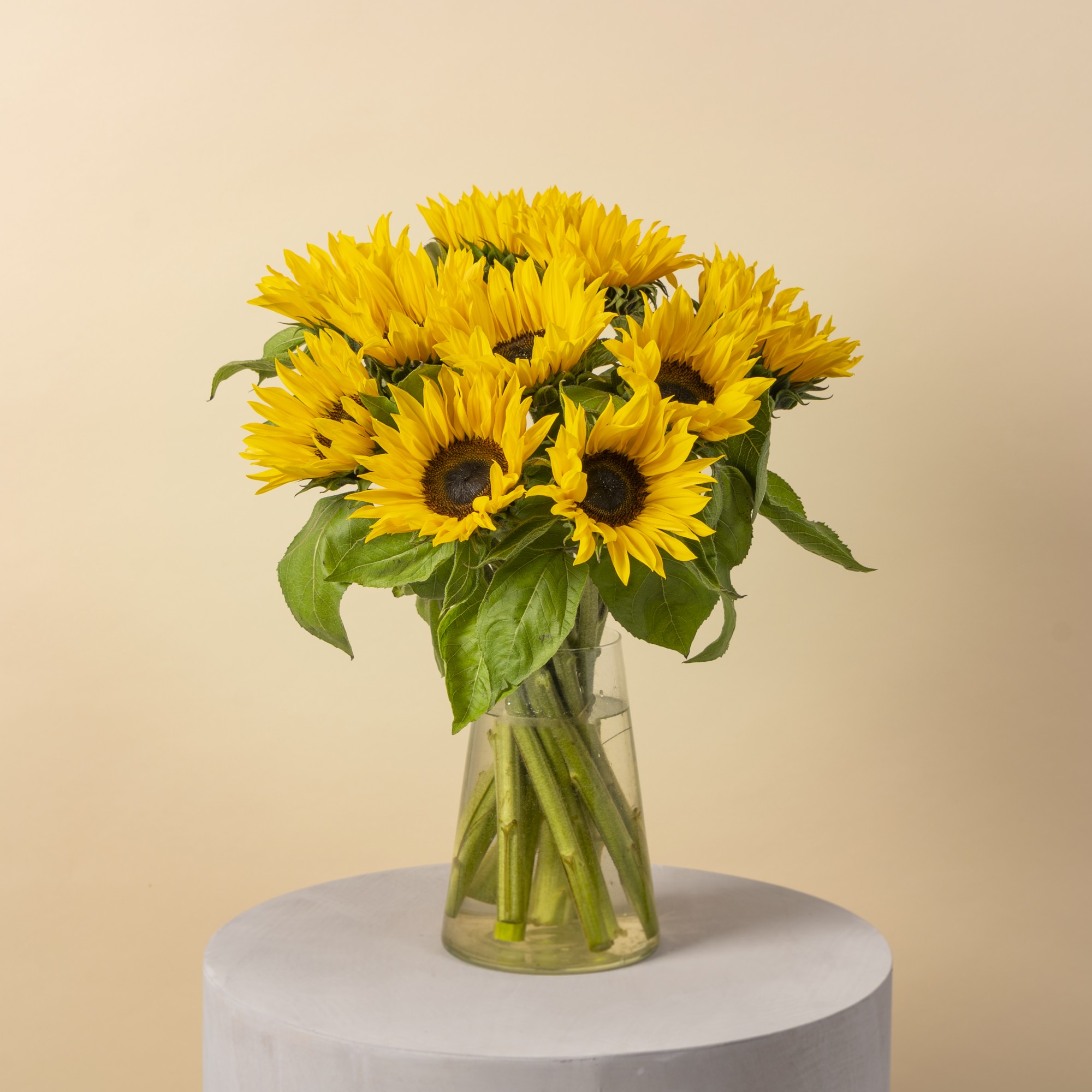 Sunshine Delight image