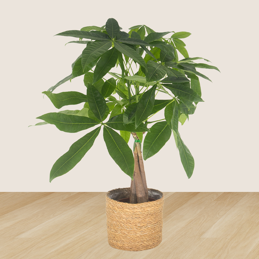 3er-Set Pachira, Nestfarn & Pilea | +/- 15-60 cm | ø 12-14 cm