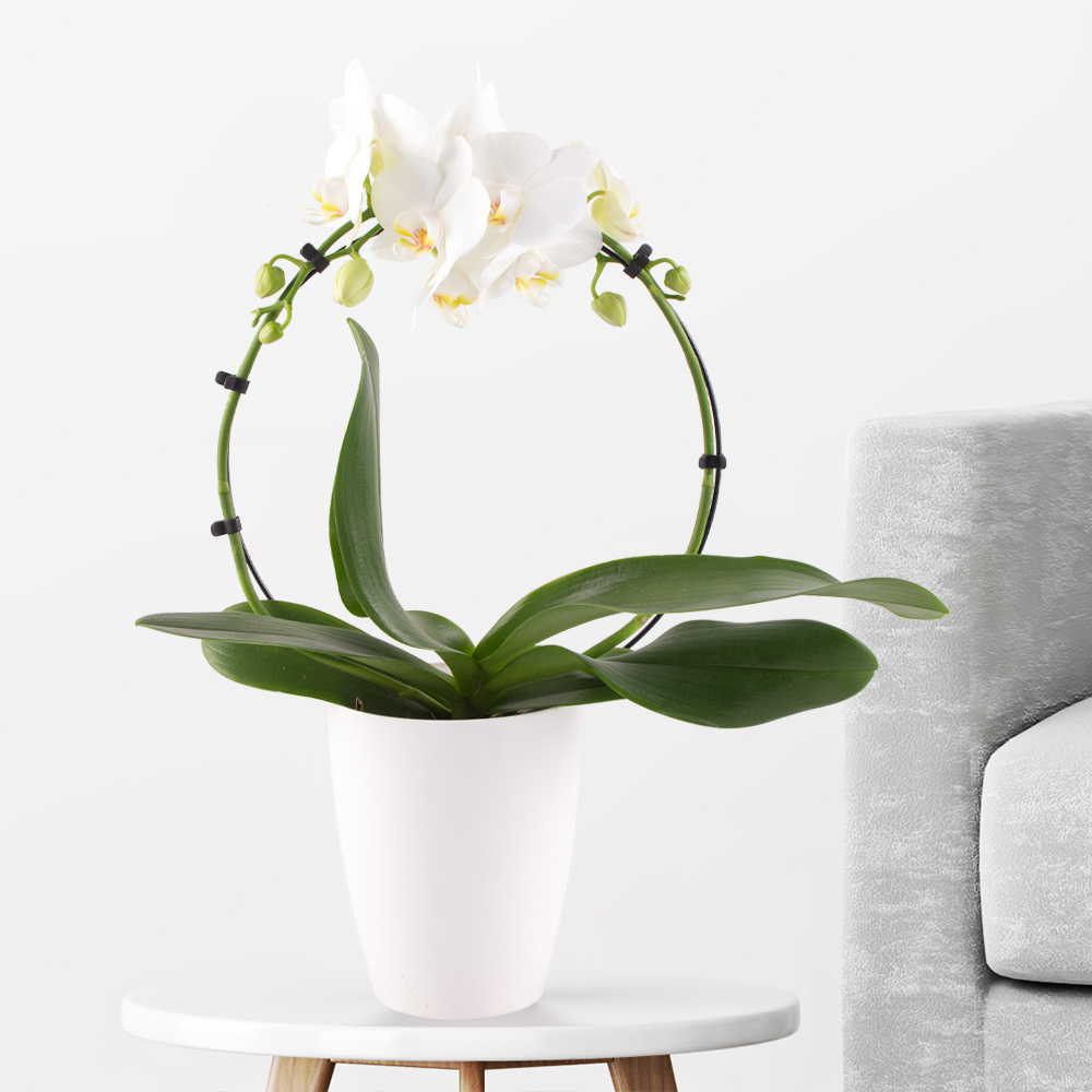 Orchideen-Pflege: Standort, Gieen, Erde & Blte