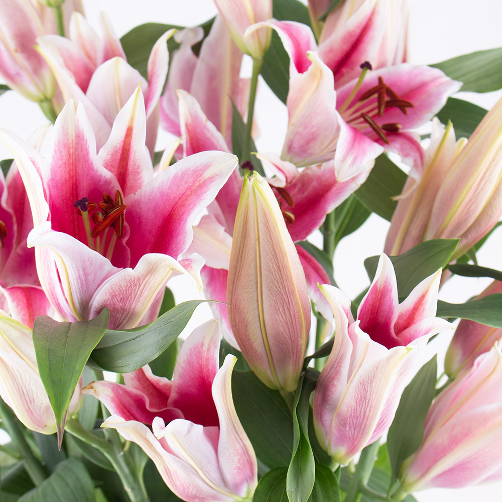 Blumenstrauß Rosa Lilien