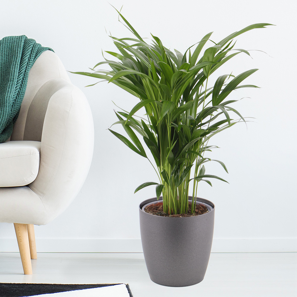 Goldfruchtpalme + gratis Topf | Areca-Palme