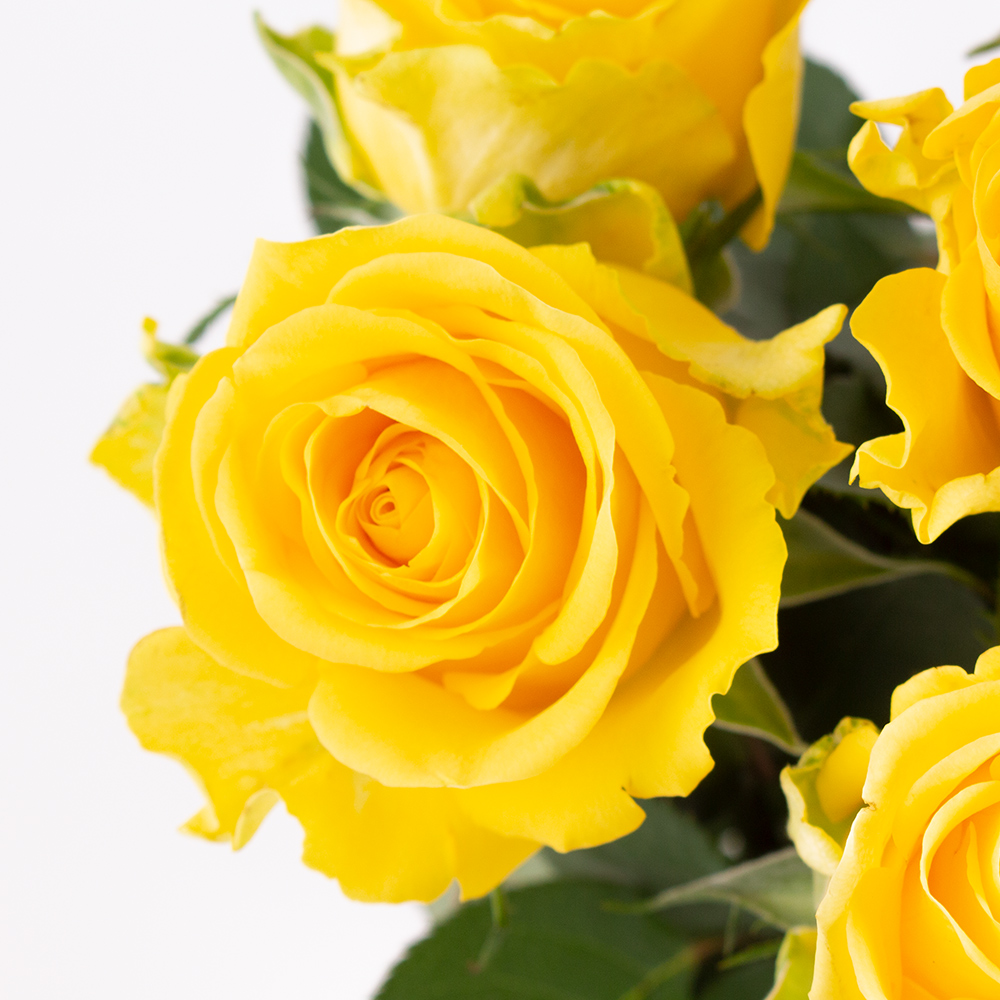 10 Gelbe Rosen (50cm)