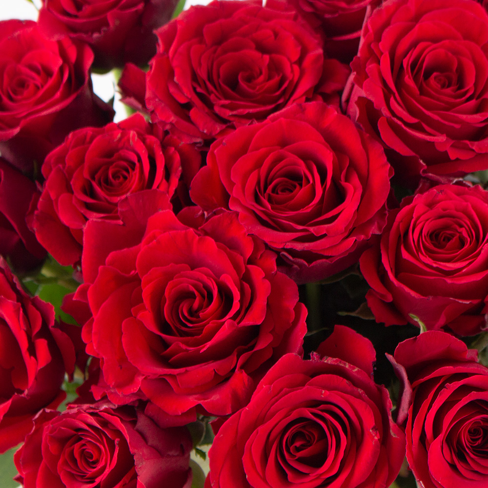 20 Rote Rosen (40cm)