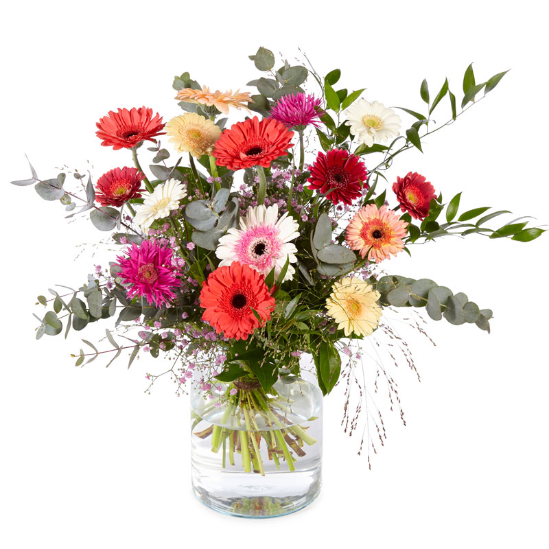 Glorieuze Gerbera