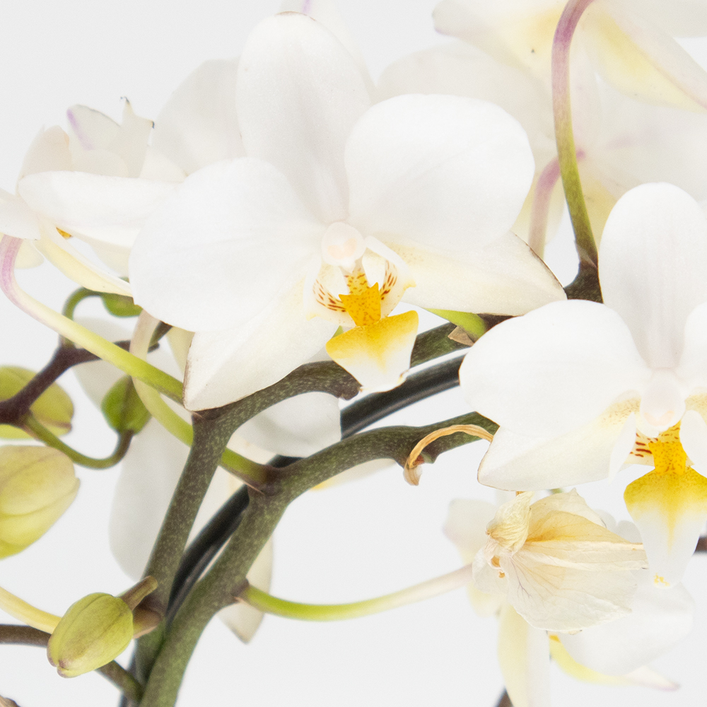 Weißer Orchideenbogen in Herzform + gratis Topf