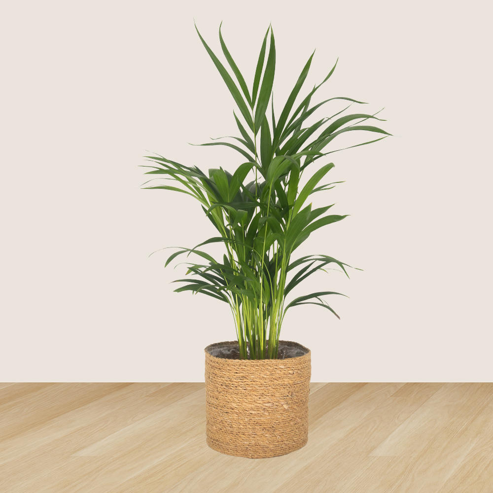 2er-Set Goldfruchtpalme & Goldtüpfelfarn | +/- 30-70 cm | ø 14-17 cm