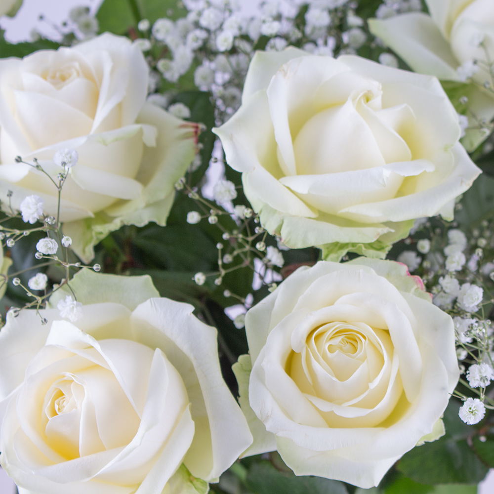 Weiße Rosen mit Schleierkraut - Premium-Rosen
