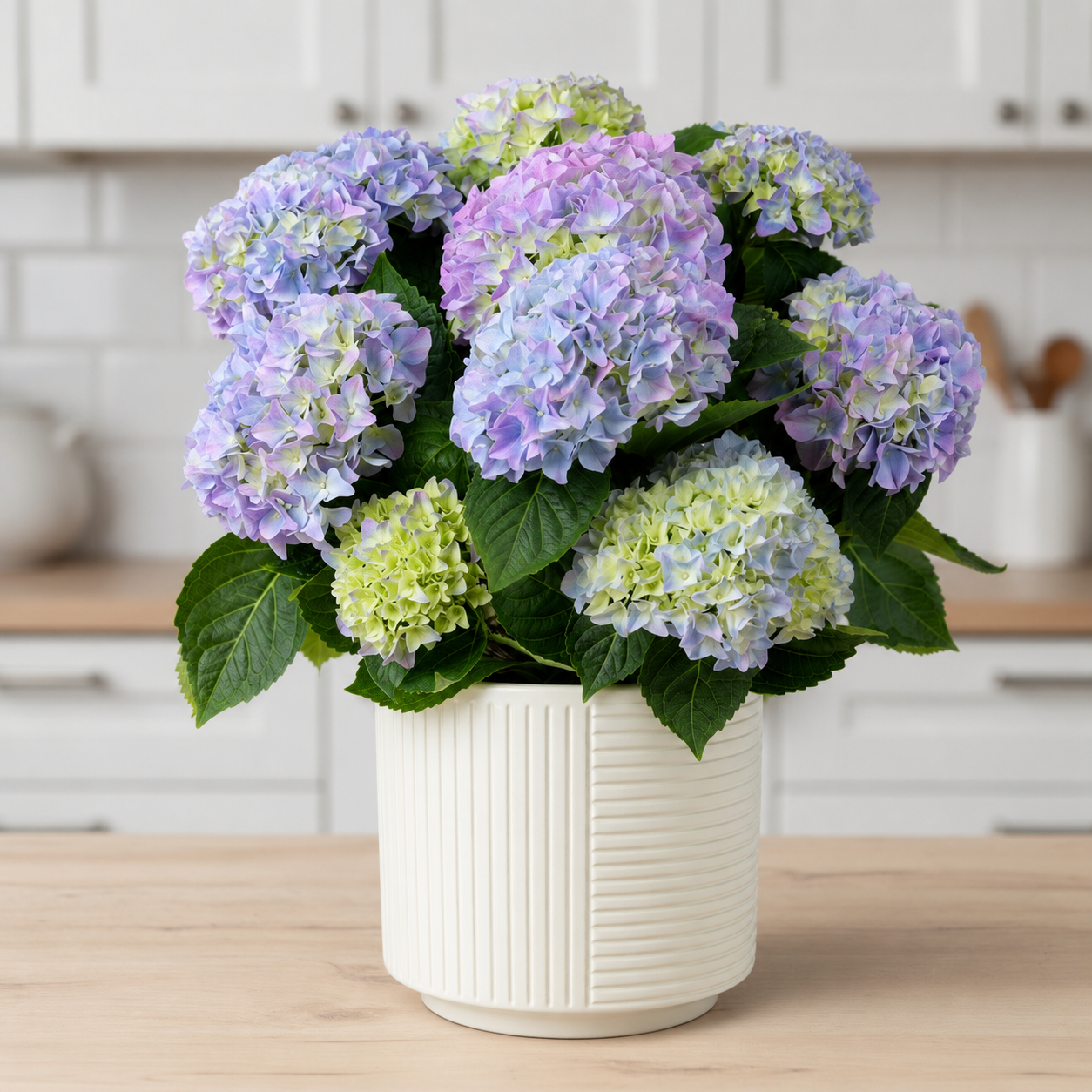 flower cabbage plant Color Up Pink Hybrid Ornamental Cabbage Seeds