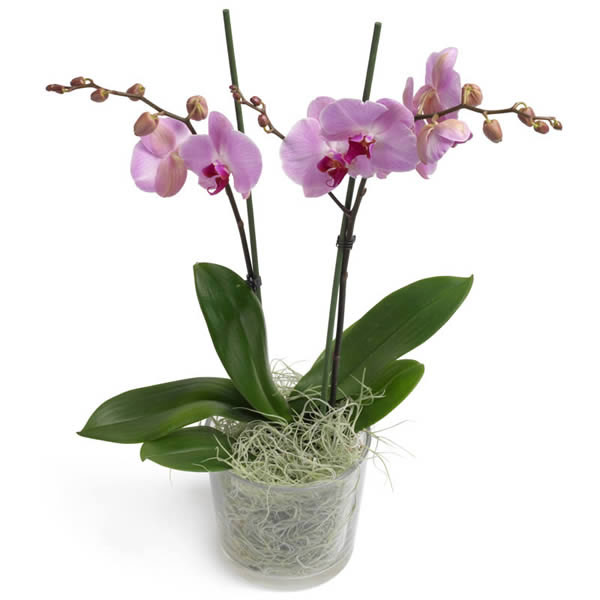 Suikerzoete Orchidee