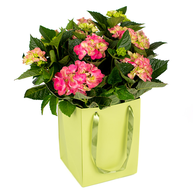 Sommarfin rosa hortensia