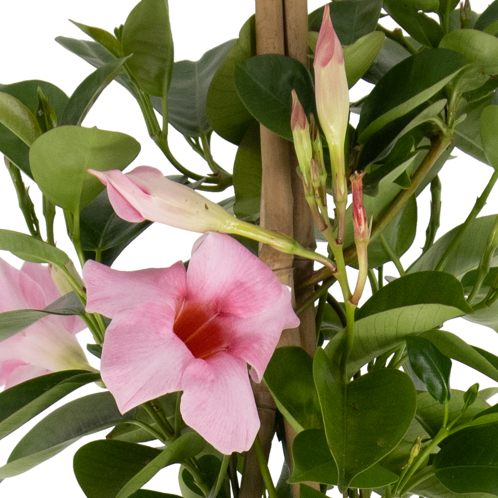 Rosa Mandevilla Pyramide + gratis Topf | +/- 70 cm | ø 17 cm