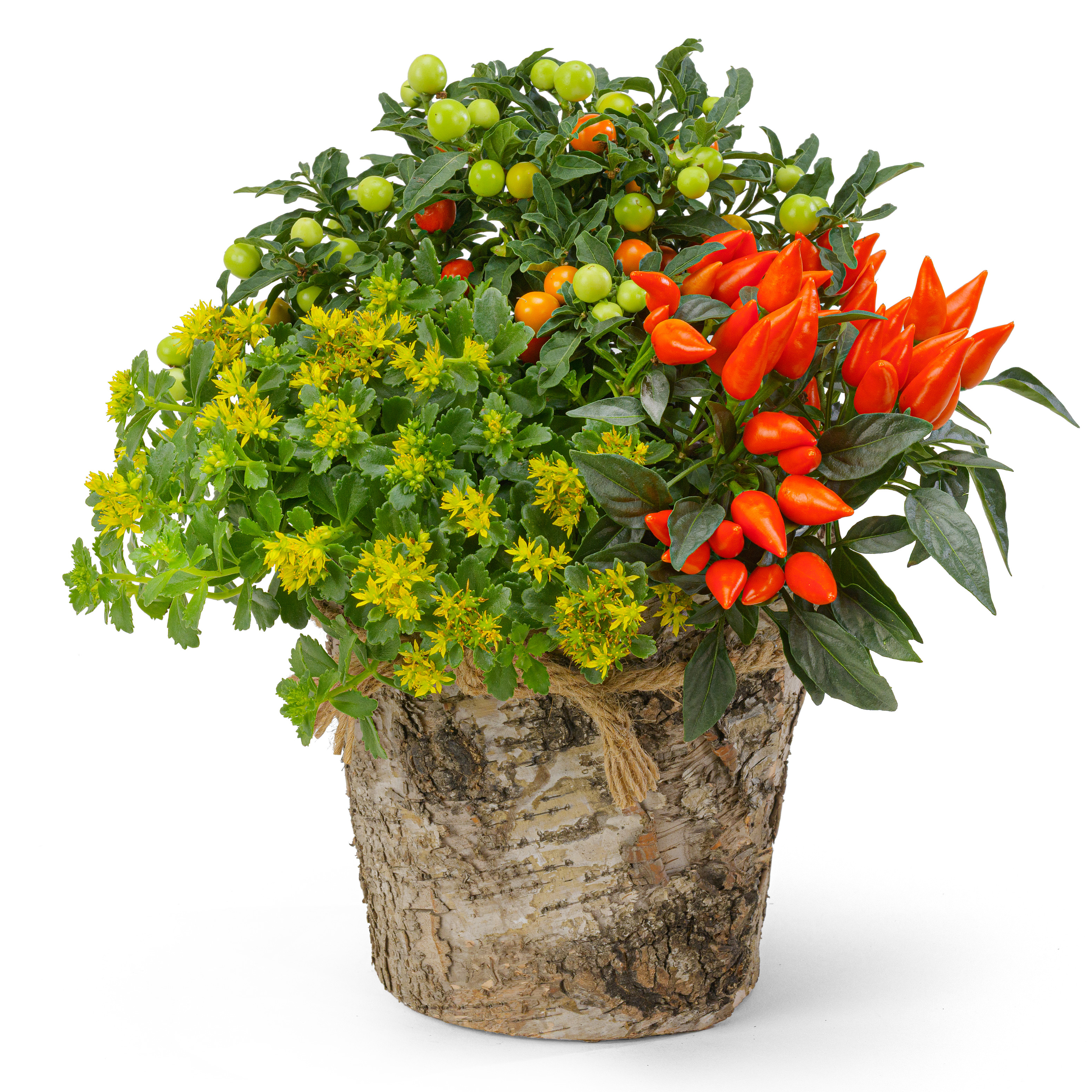 Herbstarrangement mit Zierpaprika