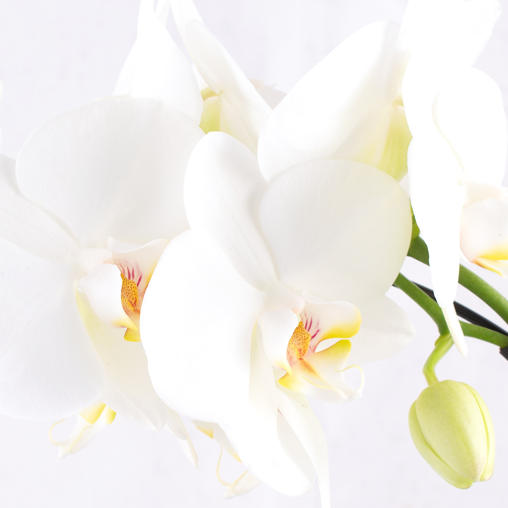 Orchideenbogen Weiß + gratis Topf | Phalaenopsis