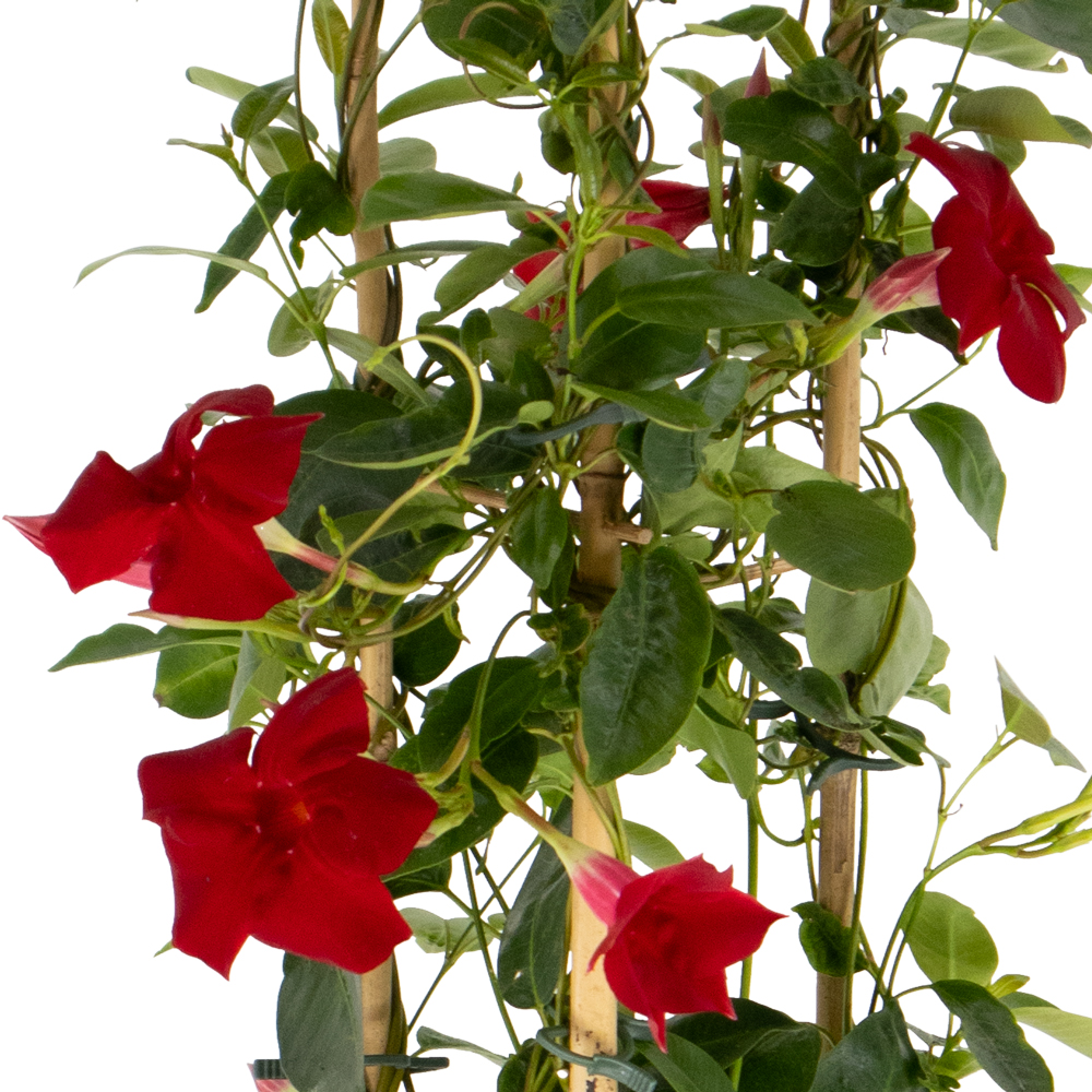 Rote Mandevilla Pyramide + gratis Topf | +/- 70 cm | ø 17 cm