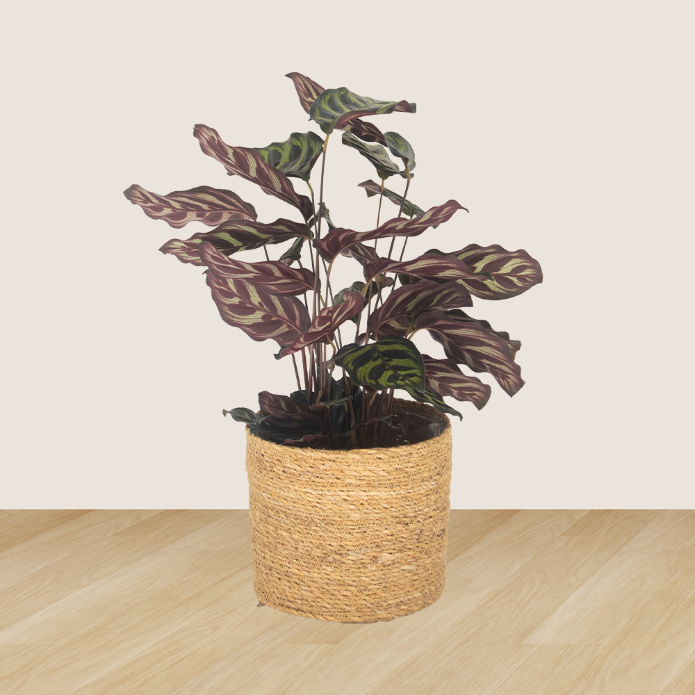 2er-Set Pachira & Calathea | +/- 50-70 cm | ø 14-17 cm
