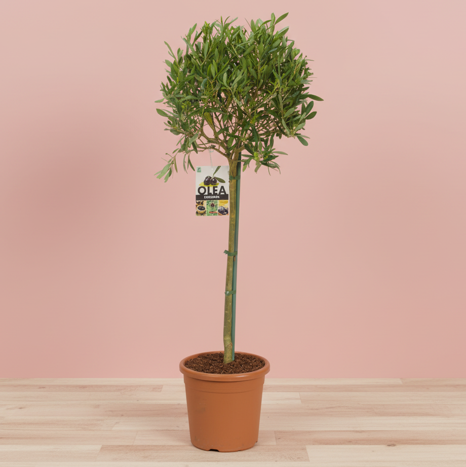 Olivenbaum