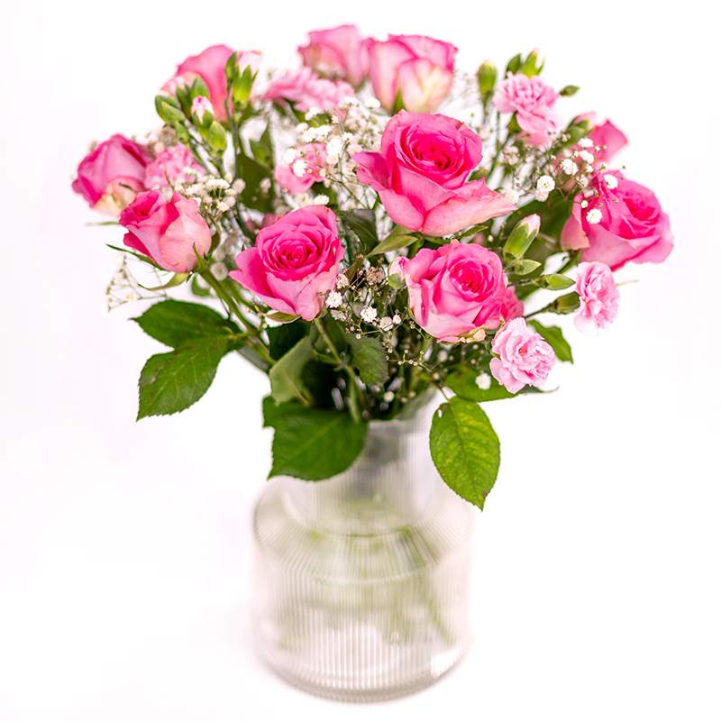 Rosa elegance