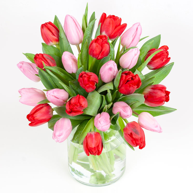Lyserøde & røde tulipaner