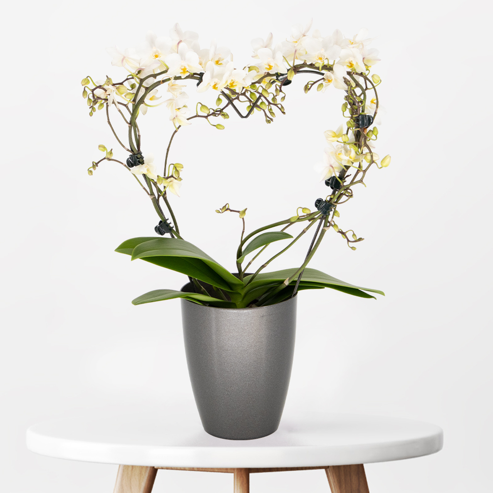 Weißer Orchideenbogen in Herzform + gratis Topf