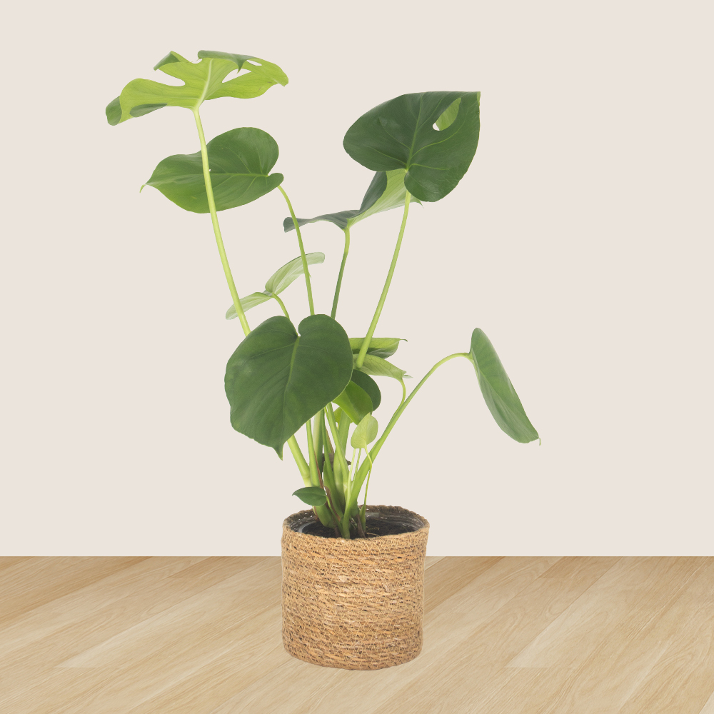 philodendron marble king Philodendron Caramel Marble, rare Philodendron, exclusive houseplant,  variegated Philodendron, tropical plant, high-end indoor plant, collector's  item, Casa Botanica – Casa Botanica main image 0