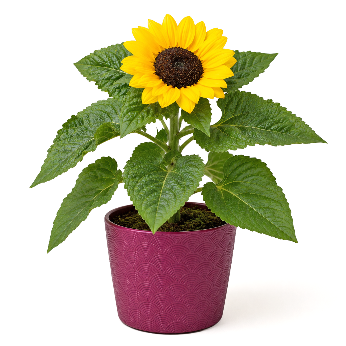 Sonnenblume im Topf