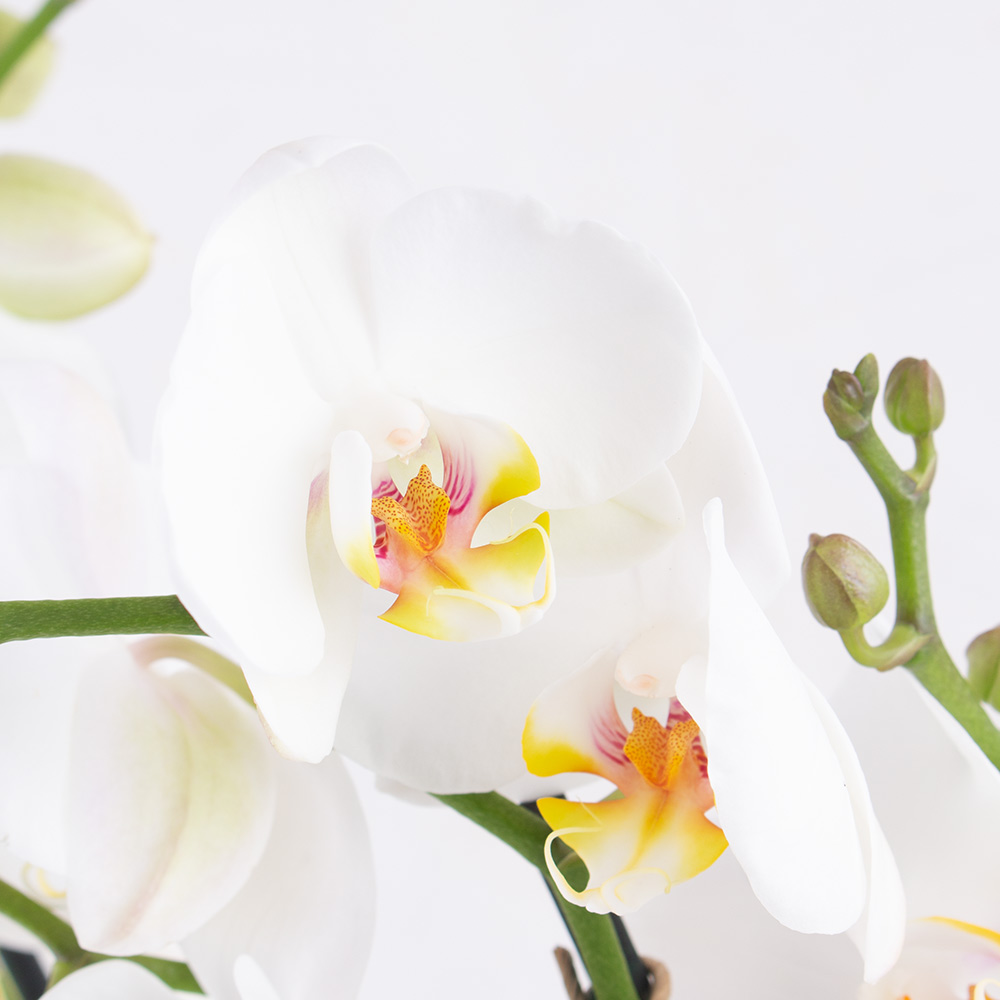 Weiße Orchidee (vier Rispen) + gratis Topf