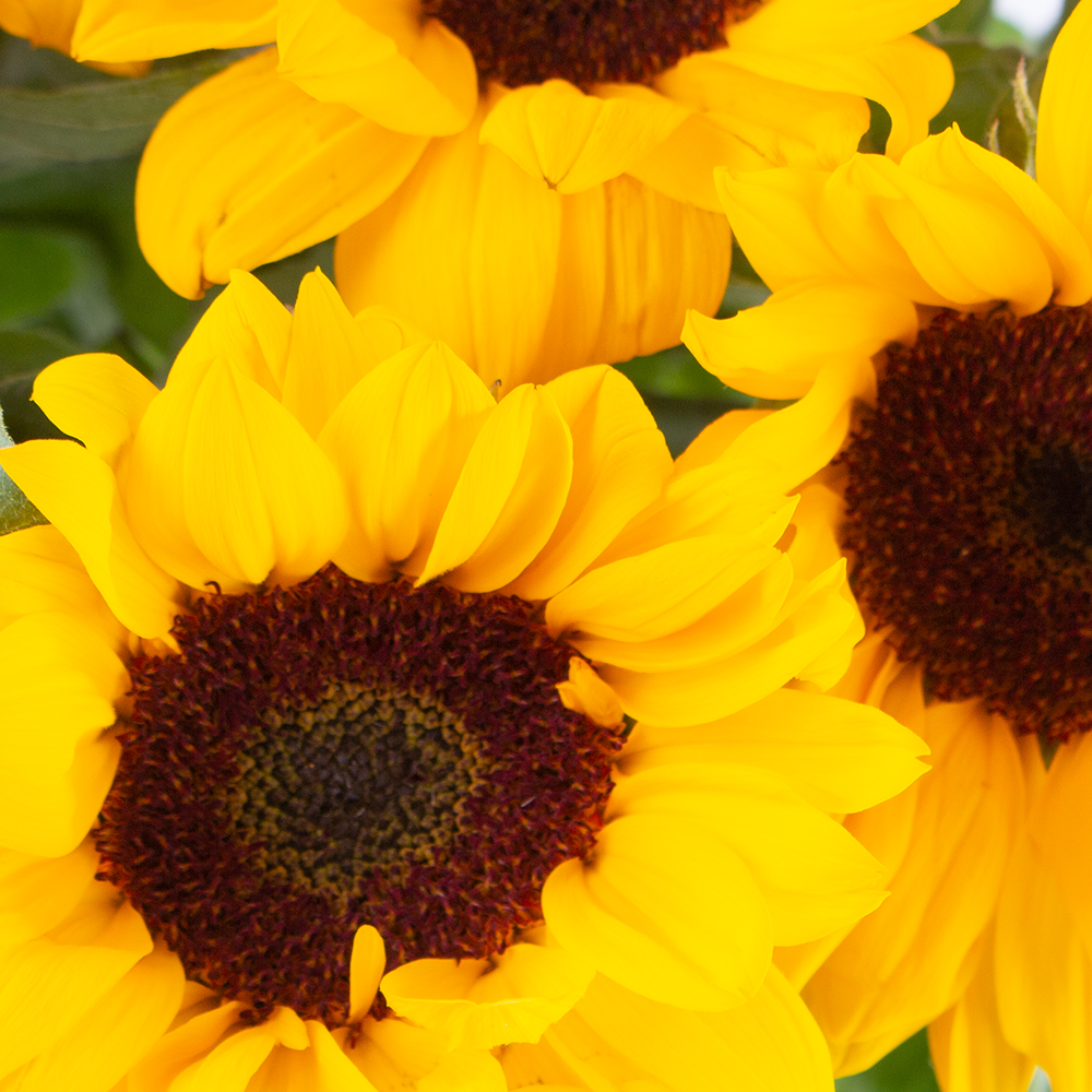 Blumenstrauß Sonnenblumen