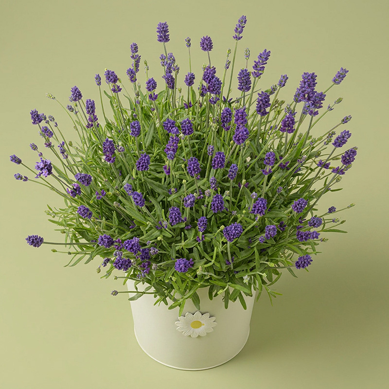 Lavendel im Topf