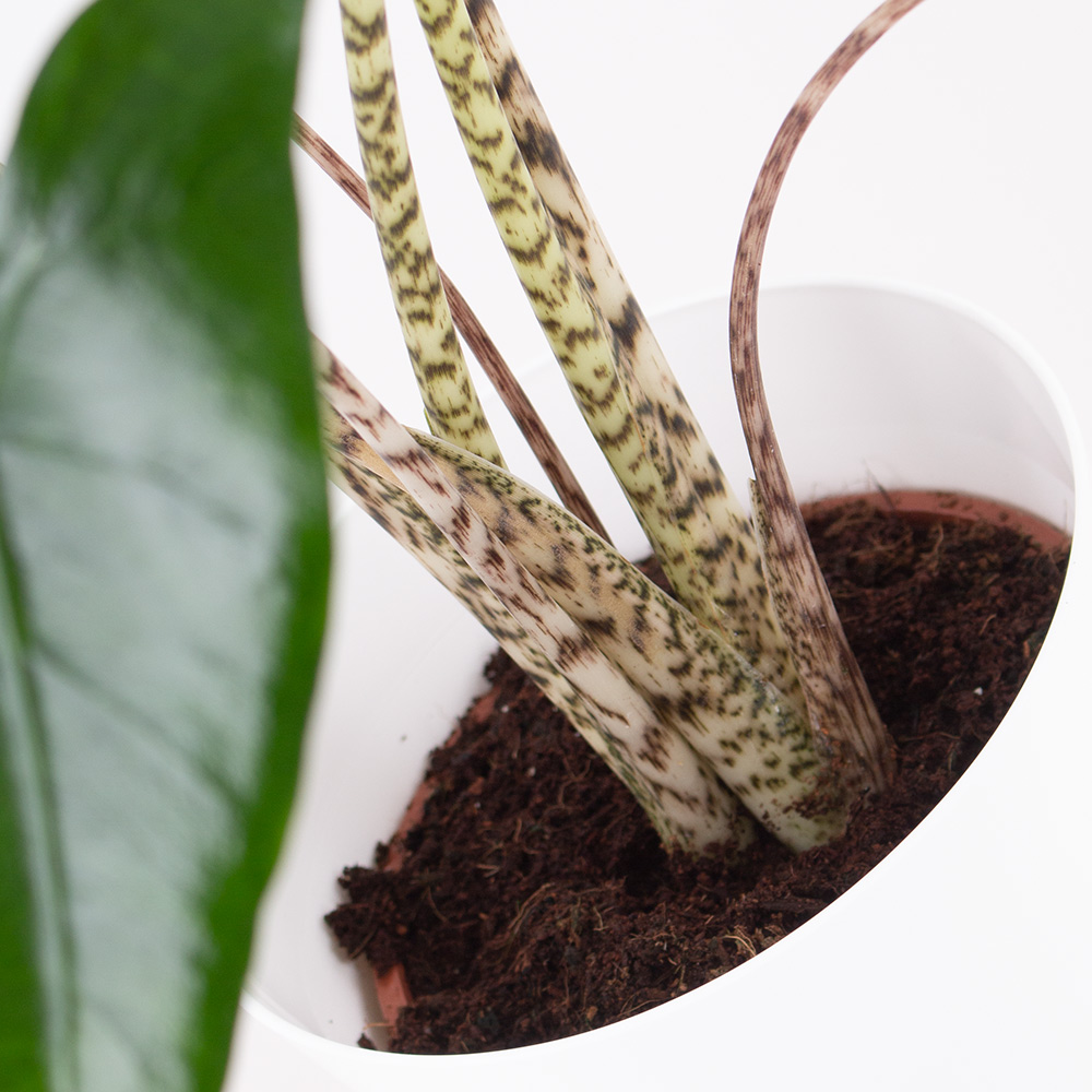 Alocasia Zebrina XL | Elefantenohr