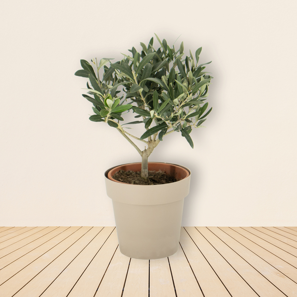 Olivenbaum (Busch) + gratis Topf | +/- 30-40 cm |  15