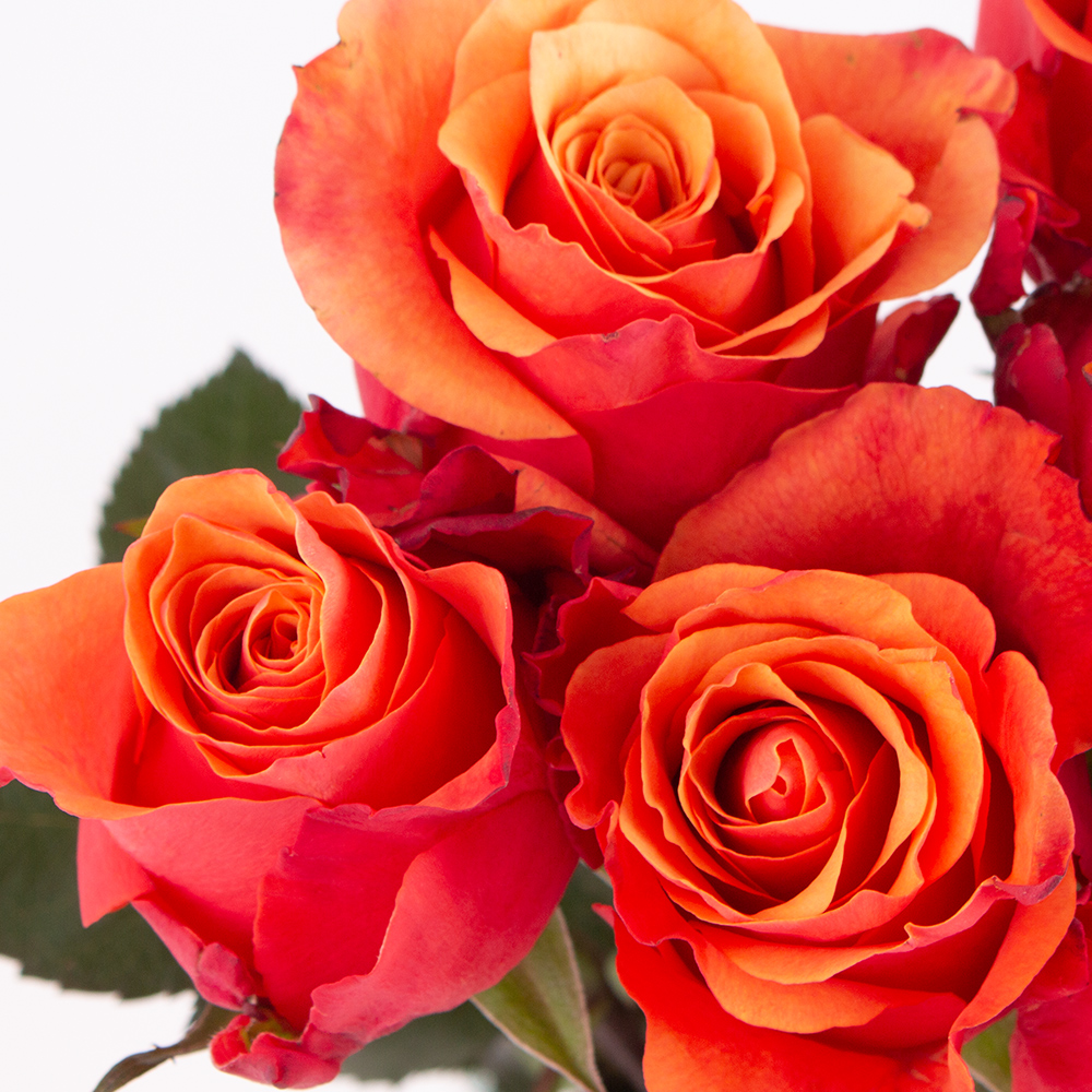 10 Orange Rosen (50cm)