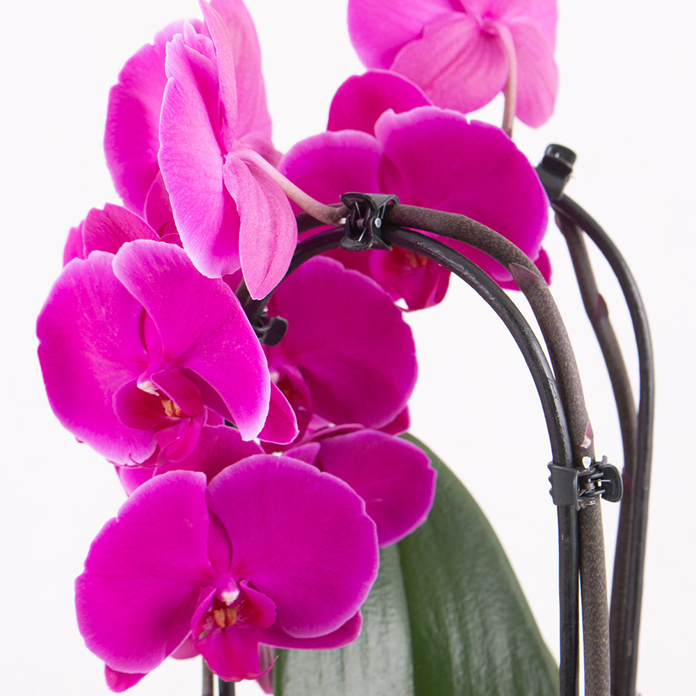 Lila Orchidee (Cascade) + gratis Topf