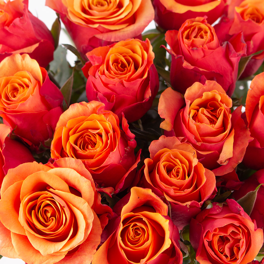 20 Orange Rosen (40cm)