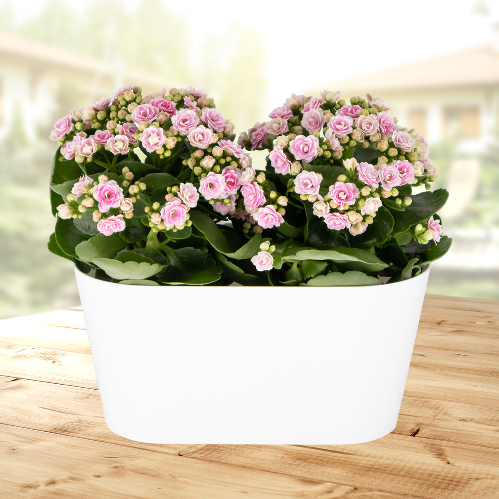 Rosa Flammendes Käthchen + gratis DUO-Topf | +/- 30 cm | ø 12 cm | Kalanchoe