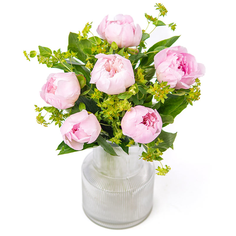 Rosa peoner